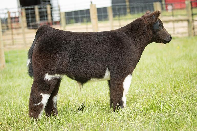 Osborn Show Cattle