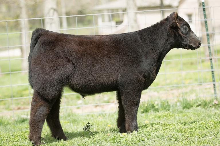 Manning Show Cattle