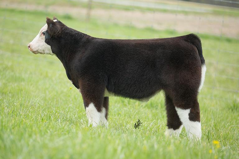 Osborn Show Cattle