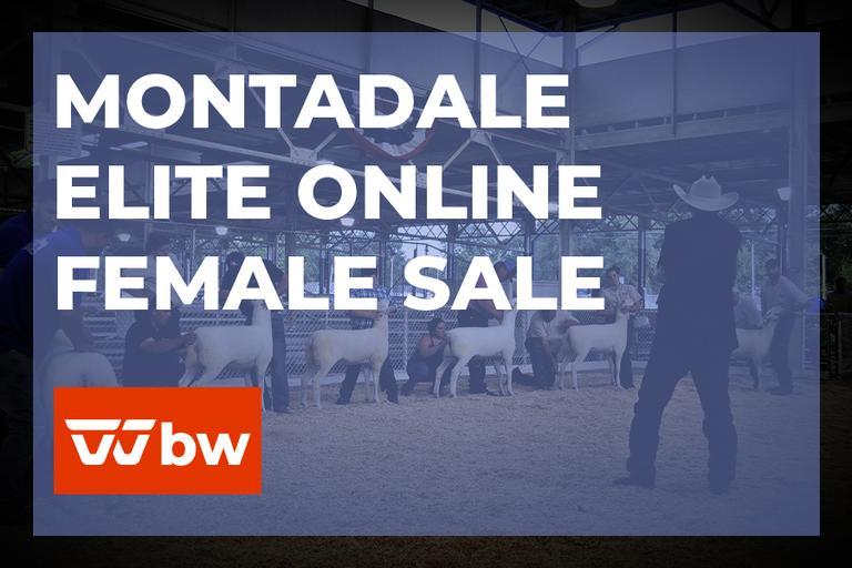 Breeders World Auctions