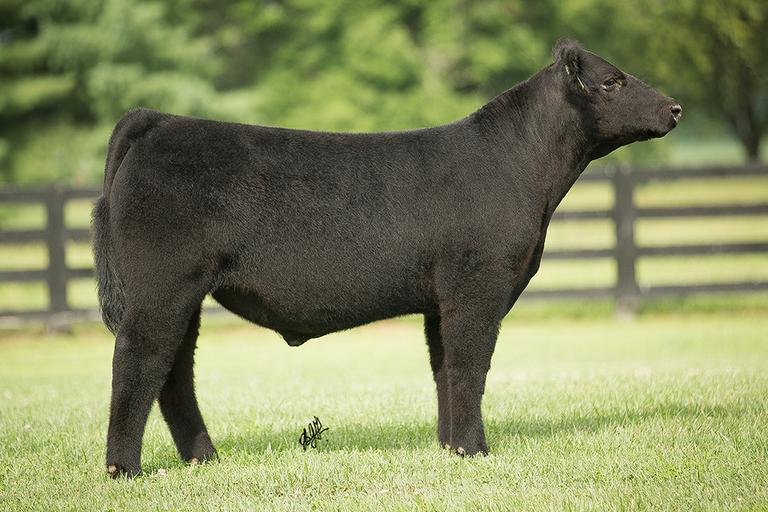Osborn Show Cattle