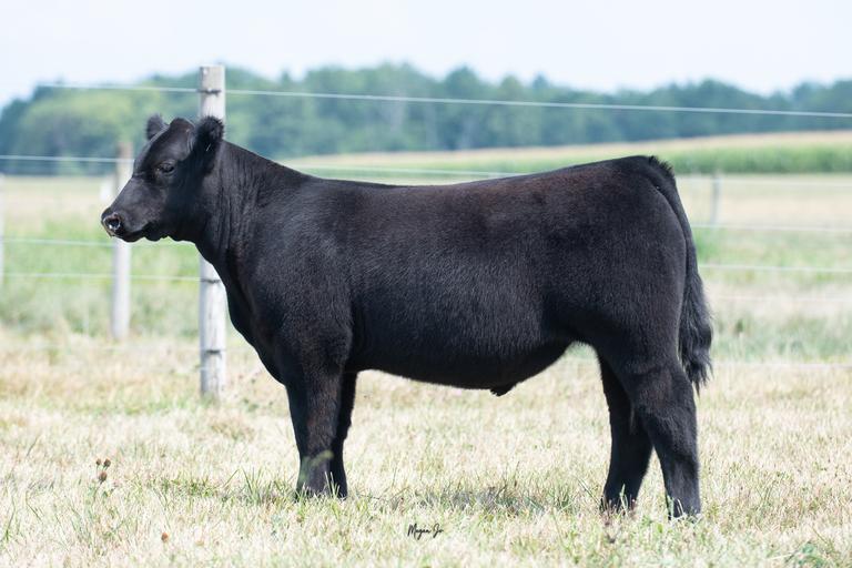 Shatto Show Cattle