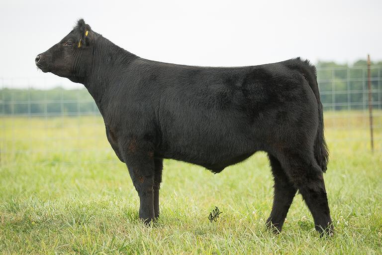 Eddy Forsythe/ Craig Shelton