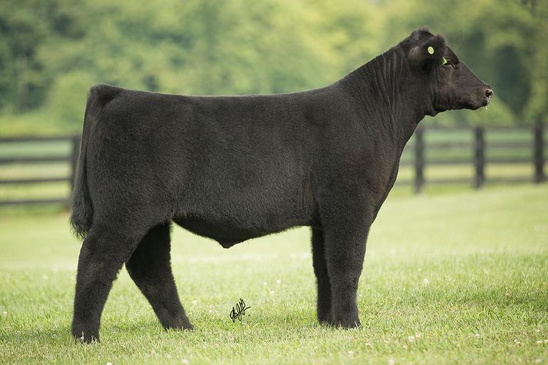 Osborn Show Cattle