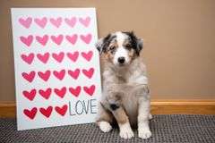 Hunker Aussies Blue Merle Female Female