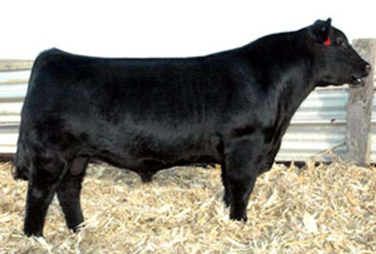 Plainview Lutton  E102 (Lut)