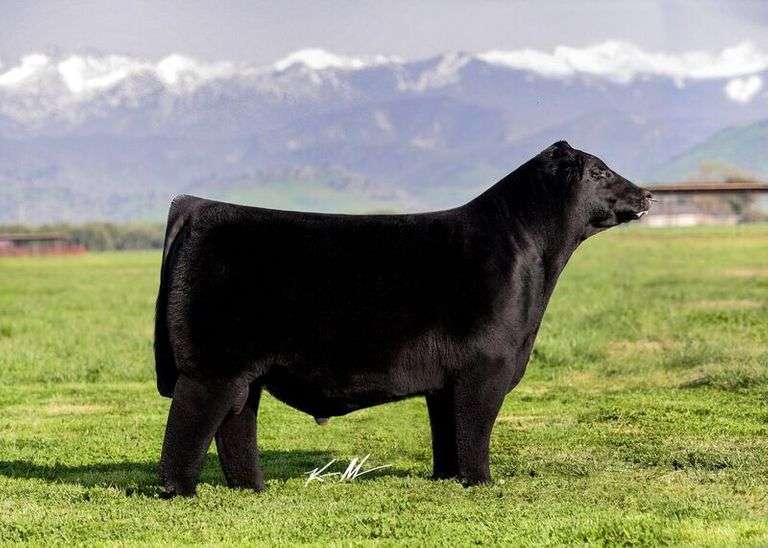 Colburn Primo 5153