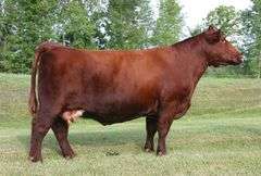 NBS Daphne 36G