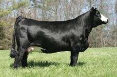 WSSF Sheza Ruby Aibileen 03K