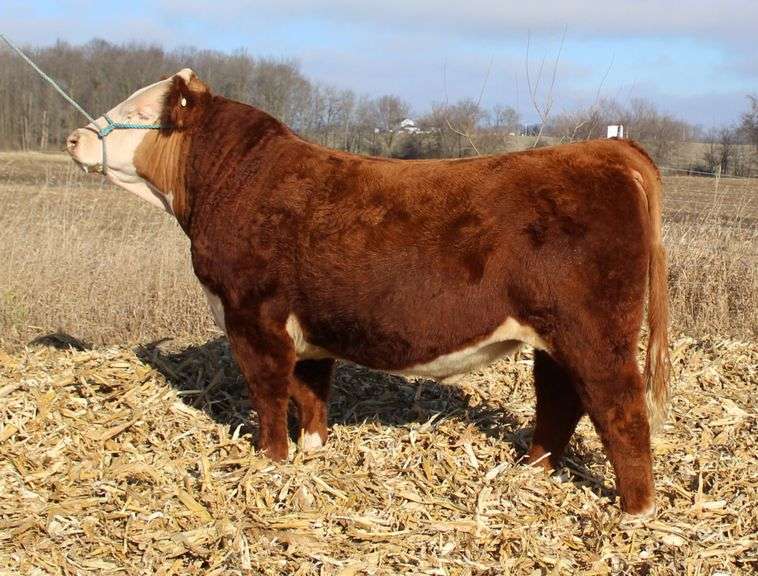 SRF BULLSEYE