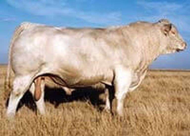 Wyoming Wind