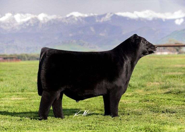 Colburn Primo 5153